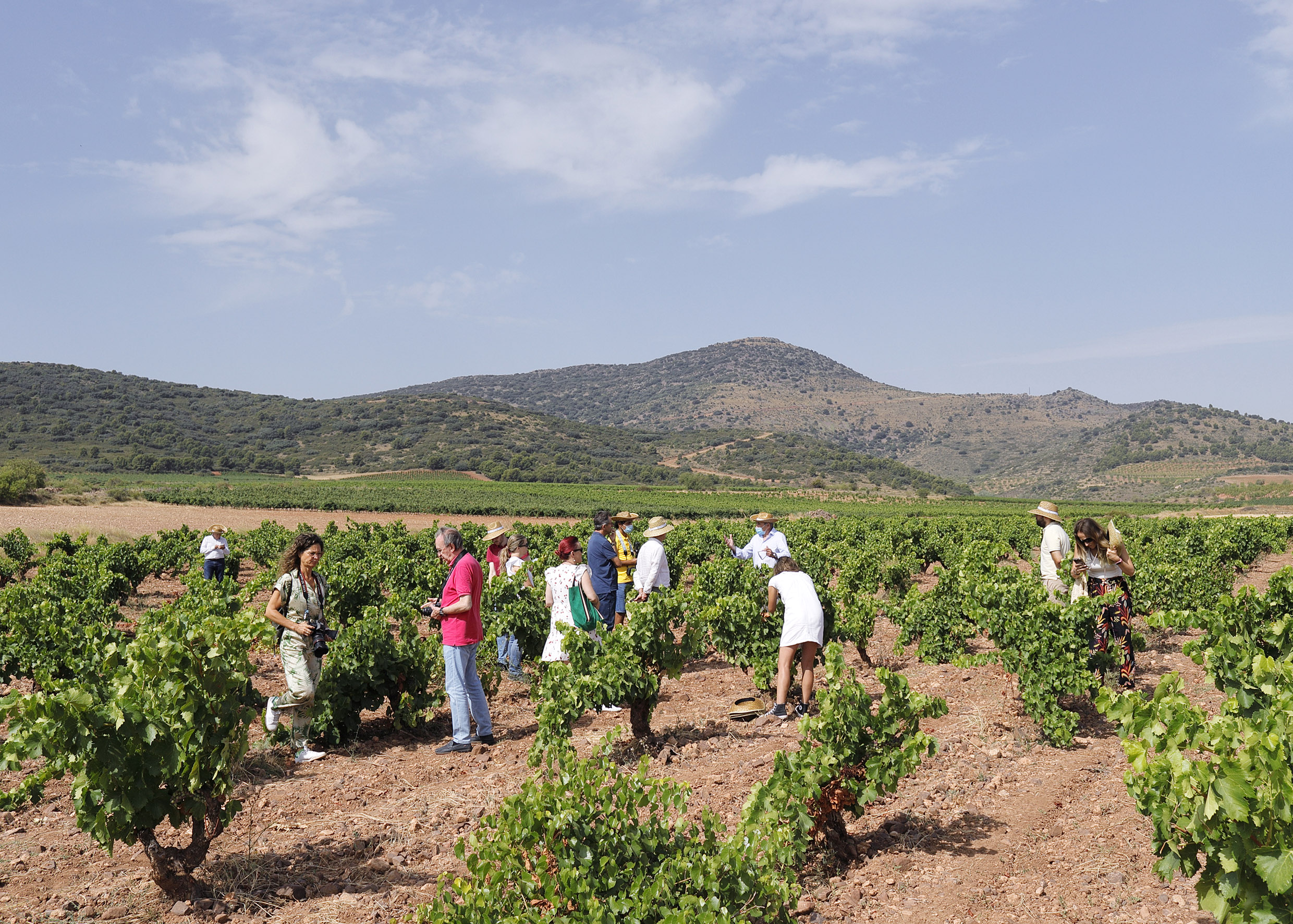 Visita a viñedo de comunicadores de Aragón